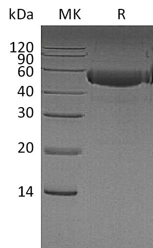 BL-0084NP: Greater than 95% as determined by reducing SDS-PAGE. (QC verified)Recombinant Human CTLA-4 Protein (C-Fc)