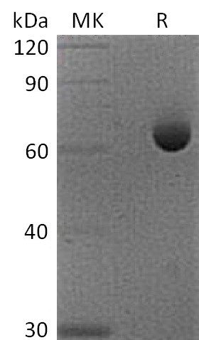 BL-1201NP: Greater than 95% as determined by reducing SDS-PAGE. (QC verified)