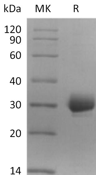 BL-0907NP: Greater than 95% as determined by reducing SDS-PAGE. (QC verified)Recombinant Human CCDC134 Protein (C-6His)
