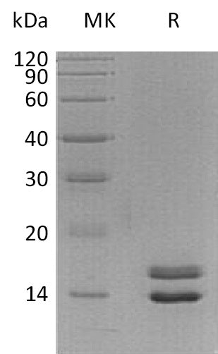 BL-0918NP: Greater than 95% as determined by reducing SDS-PAGE. (QC verified)Recombinant Human NRN1L Protein (C-6His)