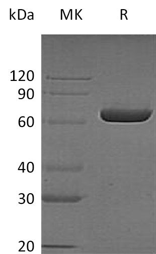 BL-1586NP: Greater than 95% as determined by reducing SDS-PAGE. (QC verified)Recombinant Human LTA4H Protein (C-6His)