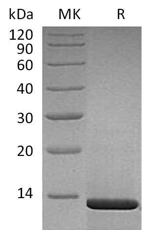 BL-1705NP: Greater than 95% as determined by SEC-HPLC. (Regularly tested)Recombinant Human Beta-NGF Protein (Mammalian)