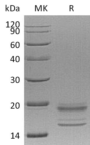 BL-0310NP: Greater than 95% as determined by reducing SDS-PAGE. (QC verified)Recombinant Human IL-17A&17F Protein (C-6His)