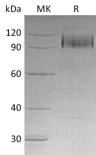 BL-1241NP: Greater than 95% as determined by reducing SDS-PAGE. (QC verified)Recombinant Human EGFR Protein (C-6His)