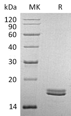 BL-2531NP: Greater than 95% as determined by reducing SDS-PAGE. (QC verified)Recombinant Human CD40L Protein (Mammalian)