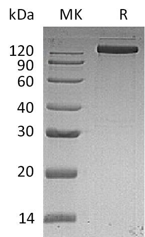 BL-0226NP: Greater than 95% as determined by reducing SDS-PAGE. (QC verified)