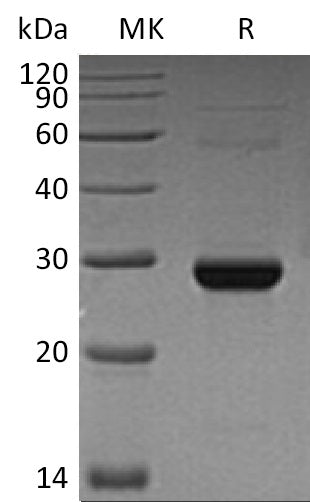 BL-1597NP: Greater than 95% as determined by reducing SDS-PAGE. (QC verified)Recombinant Human TK1 Protein (C-6His)