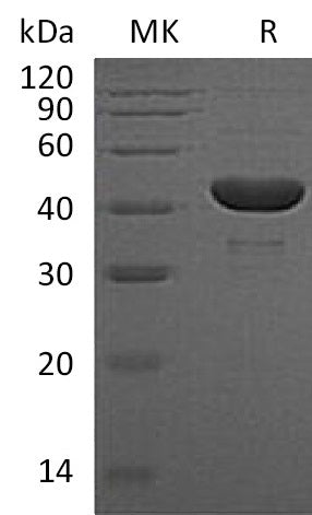 BL-1595NP: Greater than 95% as determined by reducing SDS-PAGE. (QC verified)Recombinant Human PGK1 Protein (C-6His)