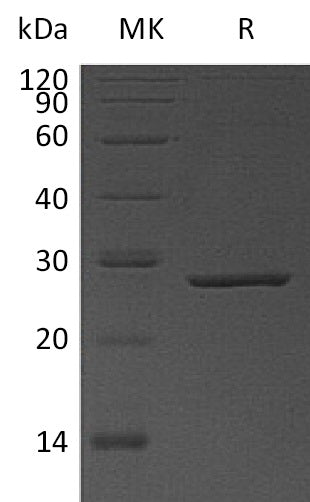 BL-1598NP: Greater than 95% as determined by reducing SDS-PAGE. (QC verified)Recombinant Human DTYMK Protein (C-6His)