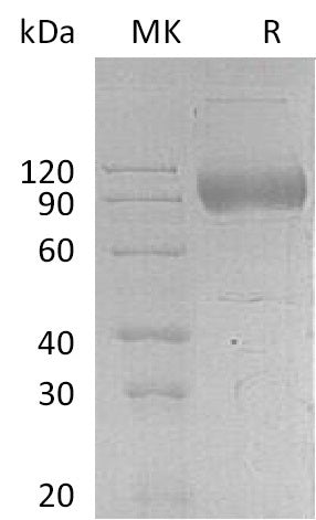 BL-0006NP: Greater than 90% as determined by reducing SDS-PAGE. (QC verified)