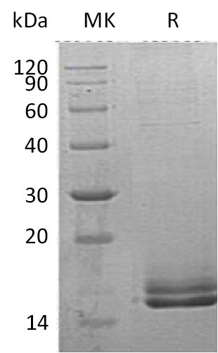 BL-0919NP: Greater than 90% as determined by reducing SDS-PAGE. (QC verified)Recombinant Human Motilin Protein (C-6His)