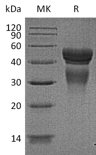 BL-1728NP: Greater than 95% as determined by SEC-HPLC. (Regularly tested)