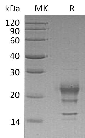 BL-1774NP: Greater than 95% as determined by reducing SDS-PAGE. (QC verified)Recombinant Human IFN gamma Protein