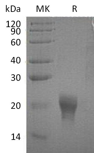 BL-0276NP: Greater than 95% as determined by SEC-HPLC. (Regularly tested)Recombinant Human IL-5 Protein (C-6His)