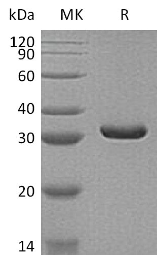 BL-1592NP: Greater than 95% as determined by reducing SDS-PAGE. (QC verified)Recombinant Human MDH2 Protein (C-6His)