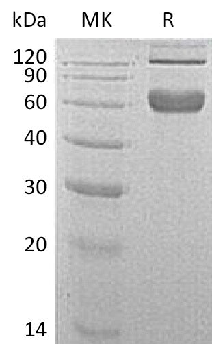 BL-0244NP: Greater than 95% as determined by reducing SDS-PAGE. (QC verified)Recombinant Mouse 4-1BB Protein (C-Fc)