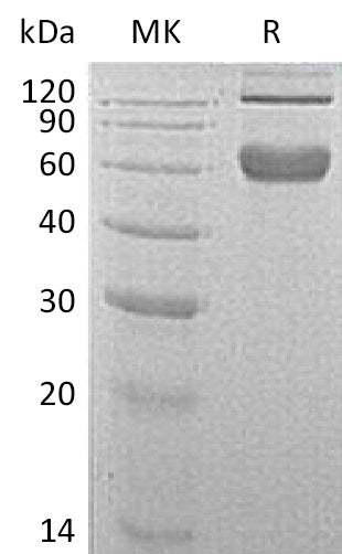 BL-0244NP: Greater than 95% as determined by reducing SDS-PAGE. (QC verified)