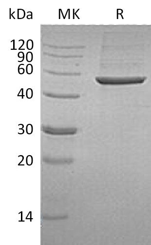 BL-1603NP: Greater than 95% as determined by reducing SDS-PAGE. (QC verified)Recombinant Human 6PGD Protein (C-6His)