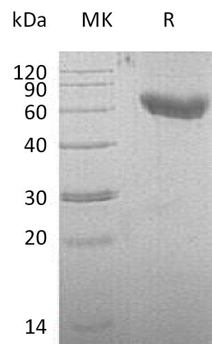 BL-0923NP: Greater than 95% as determined by reducing SDS-PAGE. (QC verified)