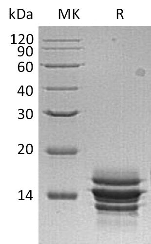 BL-0929NP: Greater than 95% as determined by reducing SDS-PAGE. (QC verified)Recombinant Human CXCL7 Protein (C-6His)