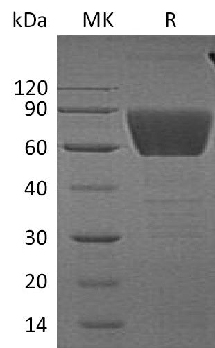 BL-0085NP: Greater than 95% as determined by reducing SDS-PAGE. (QC verified)Recombinant Human CD99L2 Protein (C-Fc)