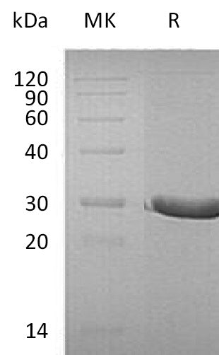 BL-1601NP: Greater than 95% as determined by reducing SDS-PAGE. (QC verified)Recombinant Human DTD1 Protein (C-6His)