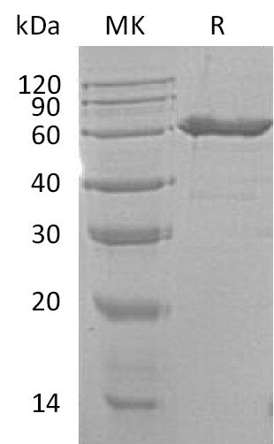 BL-0312NP: Greater than 95% as determined by reducing SDS-PAGE. (QC verified)Recombinant Mouse CD73 Protein (C-6His)