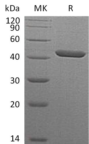 BL-0937NP: Greater than 95% as determined by reducing SDS-PAGE. (QC verified)Recombinant Human Serpin B1 Protein (C-6His)