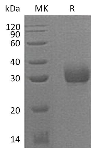 BL-0933NP: Greater than 95% as determined by reducing SDS-PAGE. (QC verified)Recombinant Mouse Acrp30 Protein (C-6His)