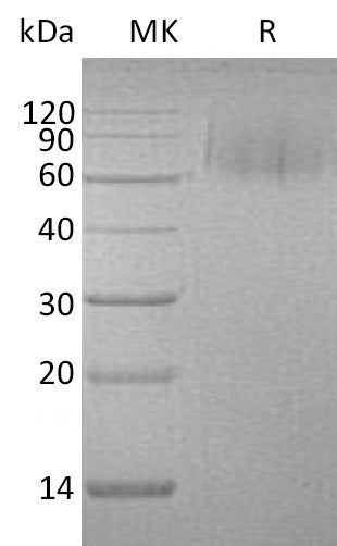 BL-2668NP: Greater than 95% as determined by reducing SDS-PAGE. (QC verified)
