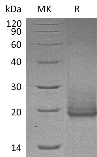 BL-0936NP: Greater than 95% as determined by reducing SDS-PAGE. (QC verified)Recombinant Human Cryptic Protein (C-6His)
