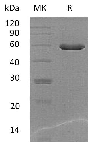 BL-1611NP: Greater than 95% as determined by reducing SDS-PAGE. (QC verified)Recombinant Mouse PGCP Protein (C-6His)