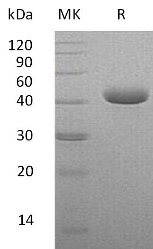 BL-2502NP: Greater than 95% as determined by reducing SDS-PAGE. (QC verified)