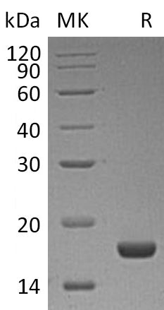 BL-1615NP: Greater than 95% as determined by reducing SDS-PAGE. (QC verified)