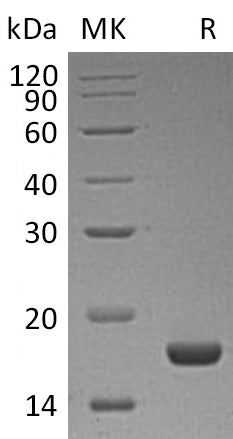 BL-1615NP: Greater than 95% as determined by reducing SDS-PAGE. (QC verified)Recombinant Human PLA2G1B Protein (C-6His)