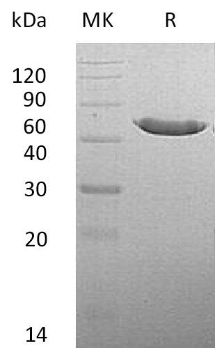 BL-0947NP: Greater than 95% as determined by reducing SDS-PAGE. (QC verified)Recombinant Mouse CPA2 Protein (C-6His)
