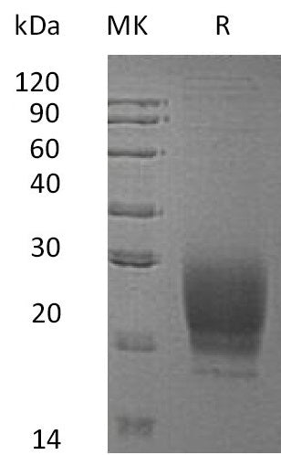 BL-1618NP: Greater than 95% as determined by reducing SDS-PAGE. (QC verified)