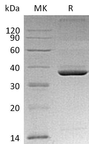 BL-0941NP: Greater than 95% as determined by reducing SDS-PAGE. (QC verified)Recombinant Mouse ApoE Protein (C-6His)