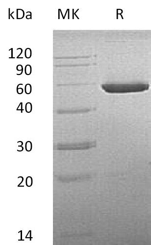 BL-1614NP: Greater than 95% as determined by reducing SDS-PAGE. (QC verified)