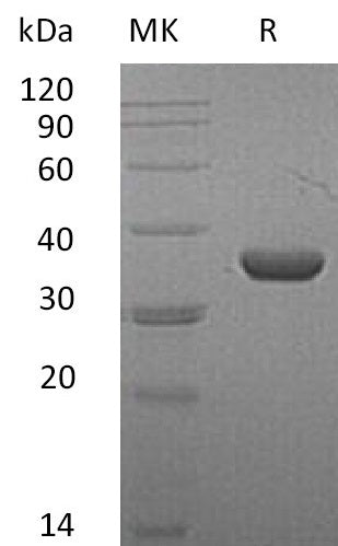 BL-1612NP: Greater than 95% as determined by reducing SDS-PAGE. (QC verified)Recombinant Mouse LDHA Protein (C-6His)