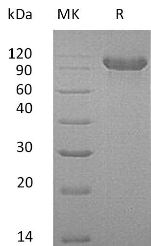 BL-0946NP: Greater than 76% as determined by reducing SDS-PAGE. (QC verified)Recombinant Human CDH16 Protein (C-6His)