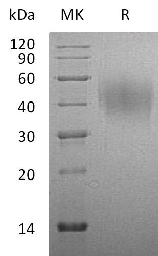BL-1072NP: Greater than 95% as determined by reducing SDS-PAGE. (QC verified)