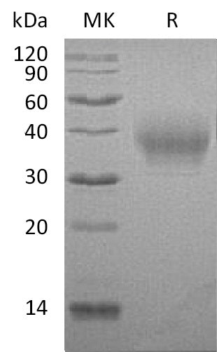 BL-1083NP: Greater than 95% as determined by reducing SDS-PAGE. (QC verified)