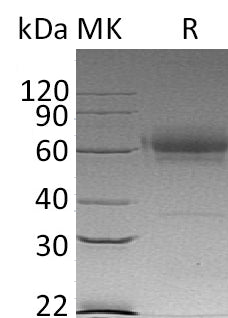 BL-1076NP: Greater than 95% as determined by reducing SDS-PAGE. (QC verified)