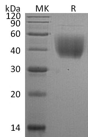 CD80-1086NP: Greater than 95% as determined by reducing SDS-PAGE. (QC verified)