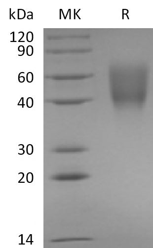 BL-1071NP: Greater than 95% as determined by reducing SDS-PAGE. (QC verified)