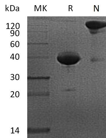 BL-0166NP: Greater than 95% as determined by reducing SDS-PAGE. (QC verified)