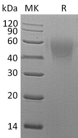 BL-1073NP: Greater than 95% as determined by reducing SDS-PAGE. (QC verified)Recombinant Mouse B7-2 Protein (C-6His)