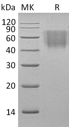 BL-2738NP: Greater than 95% as determined by reducing SDS-PAGE. (QC verified)Recombinant Rhesus Macaque B7-2 Protein (C-6His)