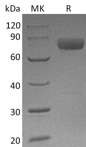 BL-0165NP: Greater than 95% as determined by reducing SDS-PAGE. (QC verified)